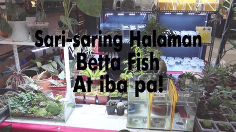 where are betta fish found|Iba pa.